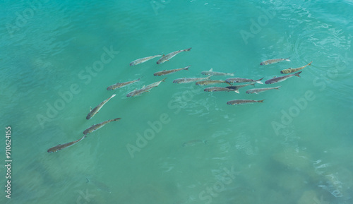 Mullet swimming near the surface during breeding season in Australia