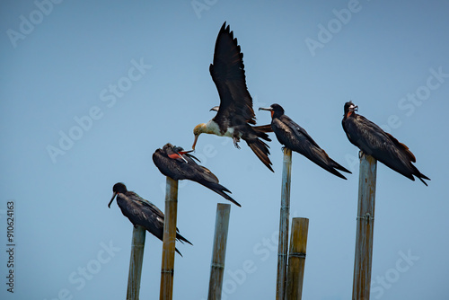 Group of christmas frigatebird (fregata andrewsi) perching on a bamboo stick when migrating to Jakarta Bay, Indonesia. Flat sky background photo