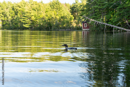 A common Loon on a New Hampshire lake surrounded by lush greenery. photo