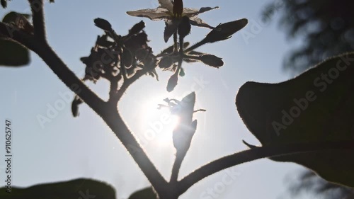 Solanum paniculatum photo