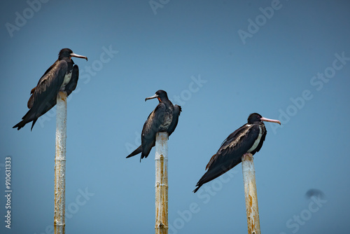 Group of christmas frigatebird (fregata andrewsi) perching on a bamboo stick when migrating to Jakarta Bay, Indonesia. Flat sky background photo