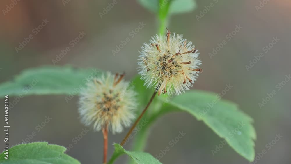 The grass is shot in close up, naturally blowing in the gentle wind The grass is shot in close up, naturally blowing in the gentle wind