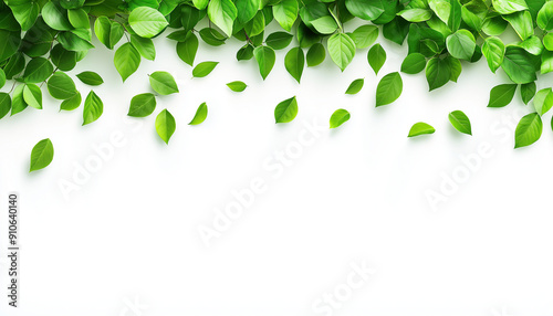 green leaves on a white background, copy space
