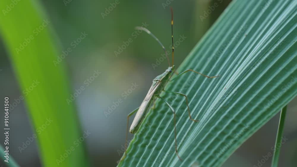 The stinging stink bug is on a leaf, this animal often emits an unpleasant odor