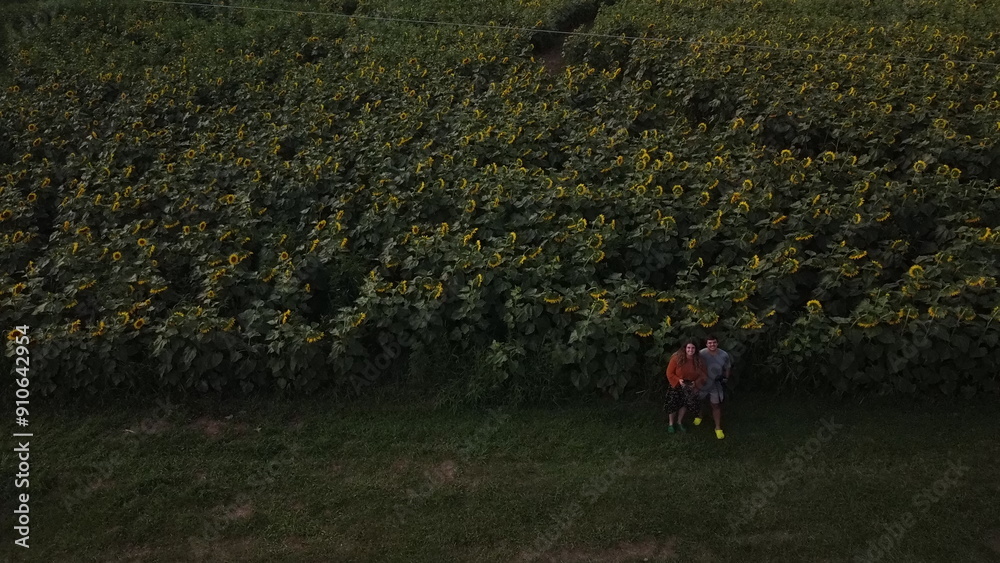 Fototapeta premium Sunflower field
