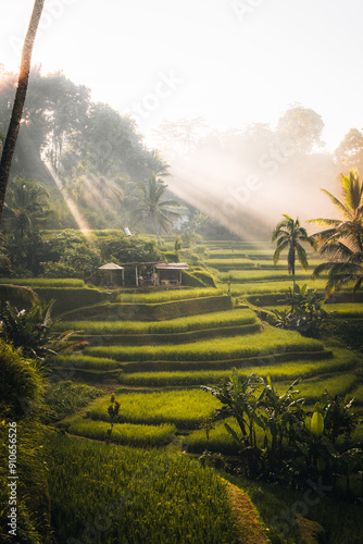 Morning view of Tegallalang Rice fields terraces in Ubud, Bali, Indonesia 