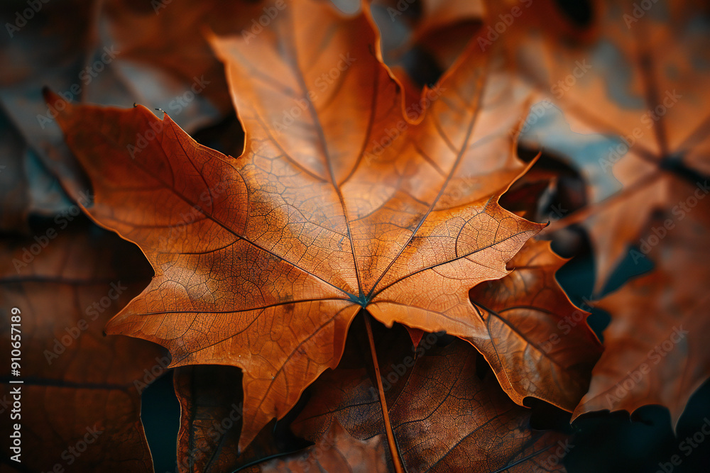 Close-Up of an Autumn Leaf with Rich Brown Colors and Detailed Leaf Veins for Fall Background