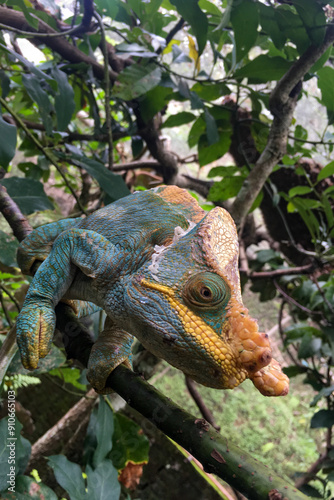 Madagascar chameleon photo