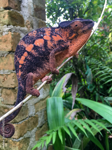 Madagascar chameleon photo