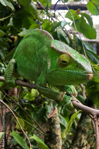 Madagascar chameleon photo