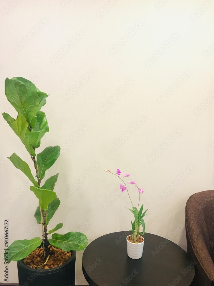 Houseplant in the living room