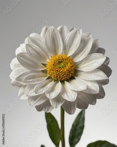 Chamomile - Chamaemelum nobile White Daisy like flower isolated on white background photo