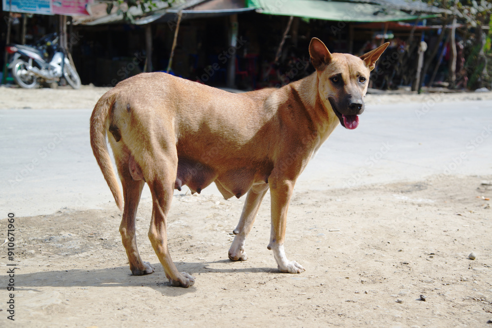 A mother dog is hungry on the side of the road. A mother dog is hungry on the side of the road.