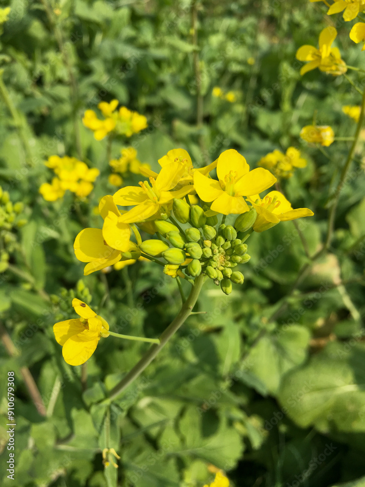 Obraz premium rapeseed flowers blooming 