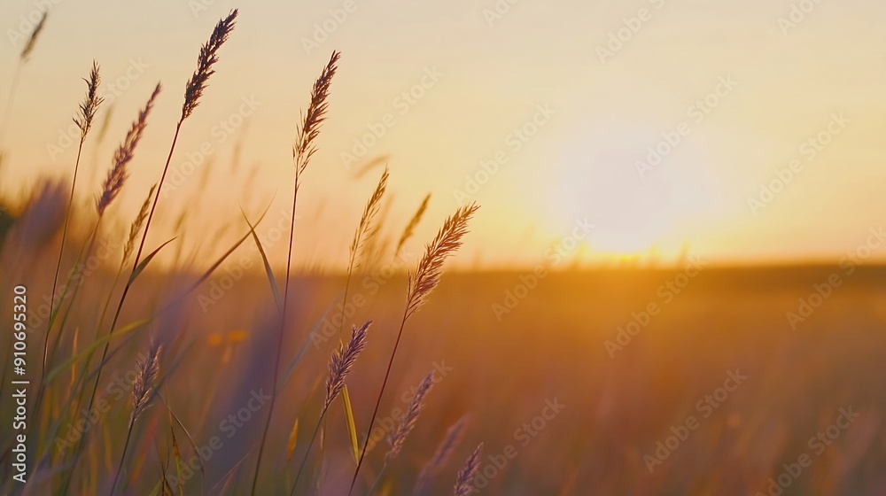 Beautiful natural panoramic countryside landscape Blooming wild high grass in nature at sunset warm summer Pastoral scenery Selective focusing on foreground : Generative AI Beautiful natural panoramic countryside landscape Blooming wild high grass in nature at sunset warm summer Pastoral scenery Selective focusing on foreground : Generative AI