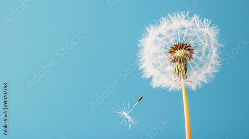 Natural beauty dandelion seeds close-up blowing on a blue background