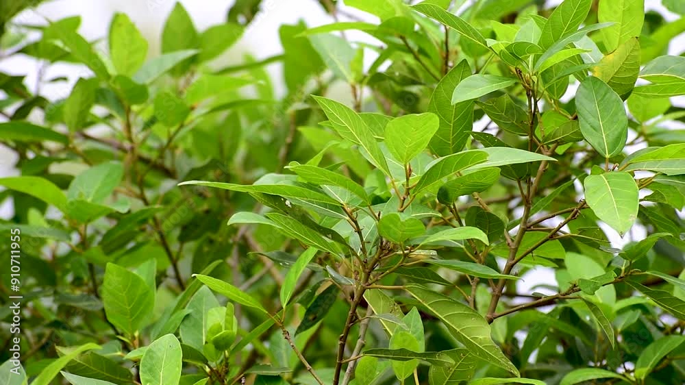 Ficus racemosa (the cluster fig, red river fig, gular, elo, loa, Ficus glomerata). Fig plant leaves Ficus racemosa (the cluster fig, red river fig, gular, elo, loa, Ficus glomerata). Fig plant leaves