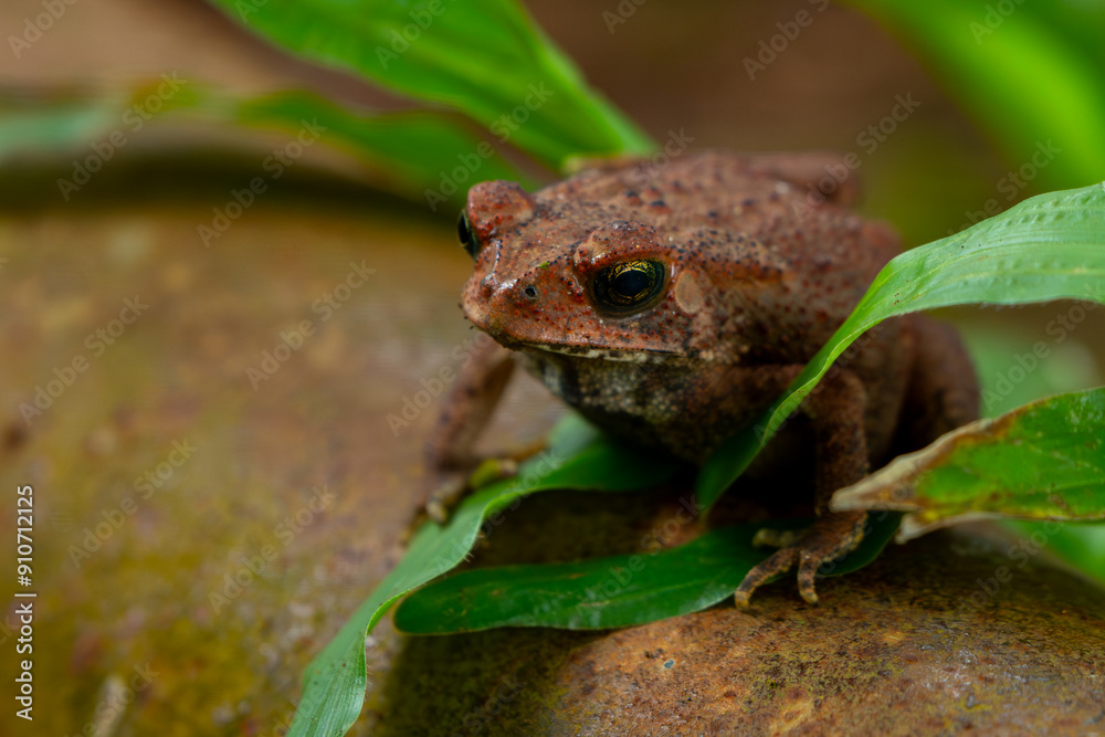 Obraz premium Asian common toad (Duttaphrynus melanostictus) on rusty metal water pipe system, with natural bokeh background