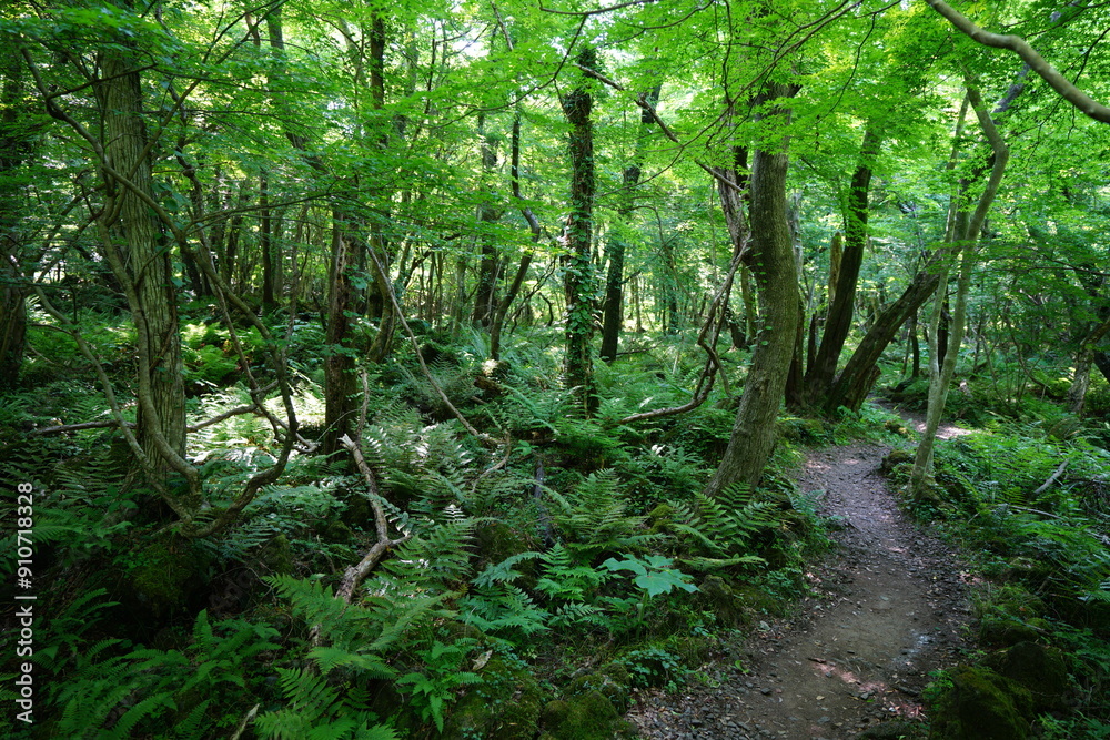 spring pathway through deep forest

