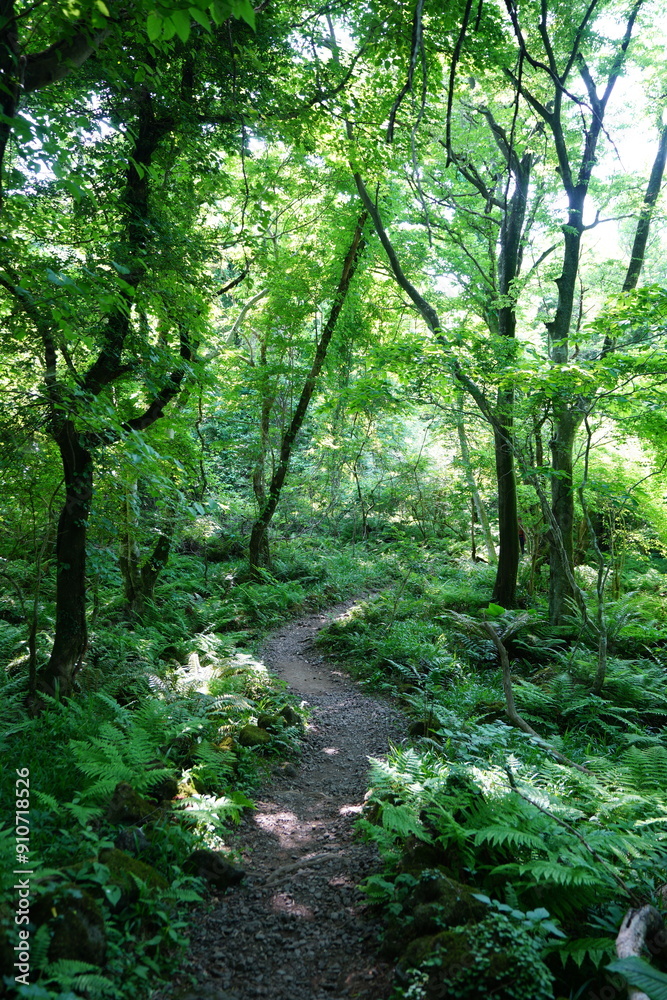 Obraz premium spring pathway through deep forest