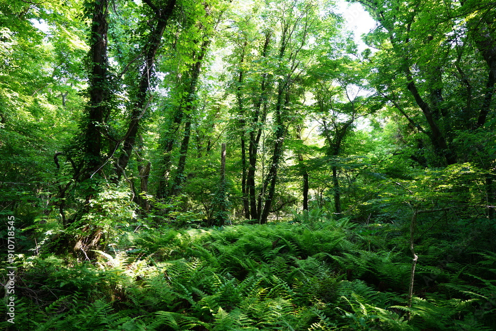 Fototapeta premium thick ferns and old trees in dense spring forest