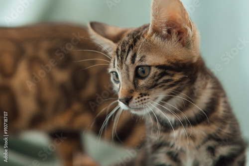 Cute bengal one month old kitten on the blue background close-up.