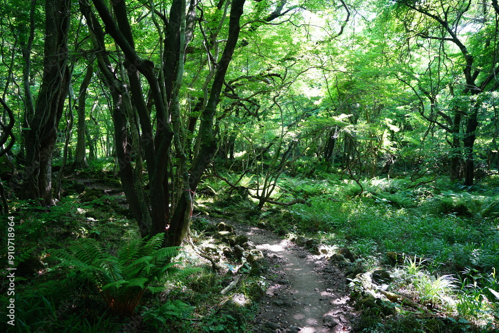 Obraz premium mossy old trees and pathway in spring forest 
