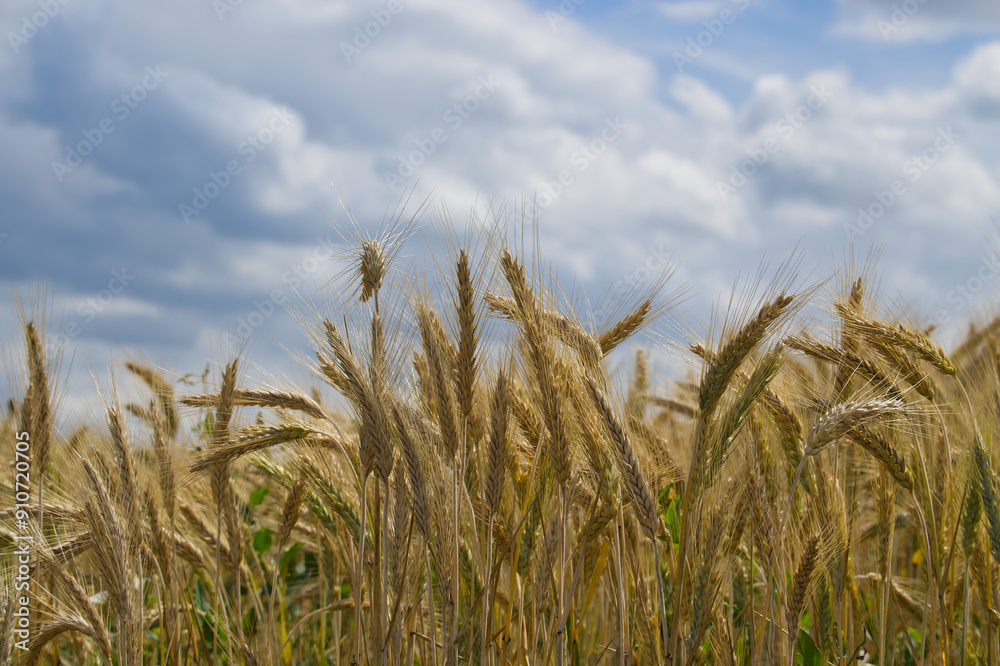Wheat field under sky with clouds suggesting the potential for stormy weather Wheat field under sky with clouds suggesting the potential for stormy weather