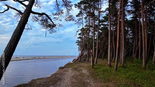 View of tall trees at coastline of Irbes ieteka, Kempings in Latvia. photo