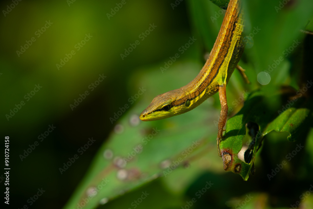 Asian grass lizard (Takydromus sexlineatus) basking under sunlight, natural background Asian grass lizard (Takydromus sexlineatus) basking under sunlight, natural background