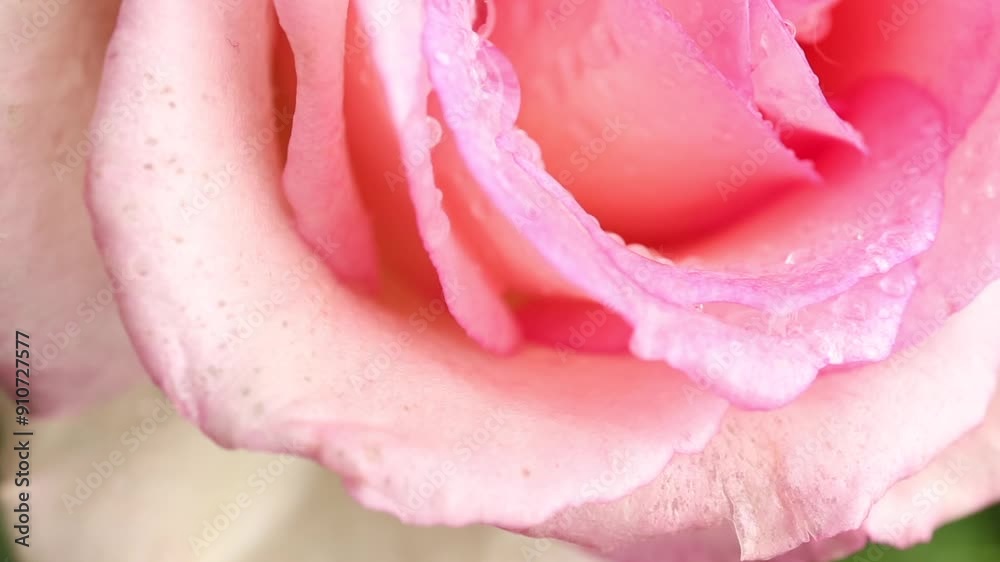 Pretty pink rose with dewdrops close up. Beautiful flower with rain drops background in slow motion. Wedding backdrop, Valentine's Day, Mother's day with copy space Pretty pink rose with dewdrops close up. Beautiful flower with rain drops background in slow motion. Wedding backdrop, Valentine's Day, Mother's day with copy space