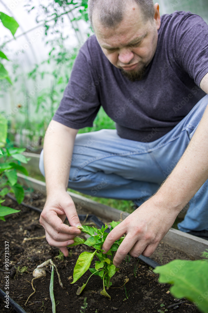 Fototapeta premium A man is tending to a plant in a greenhouse