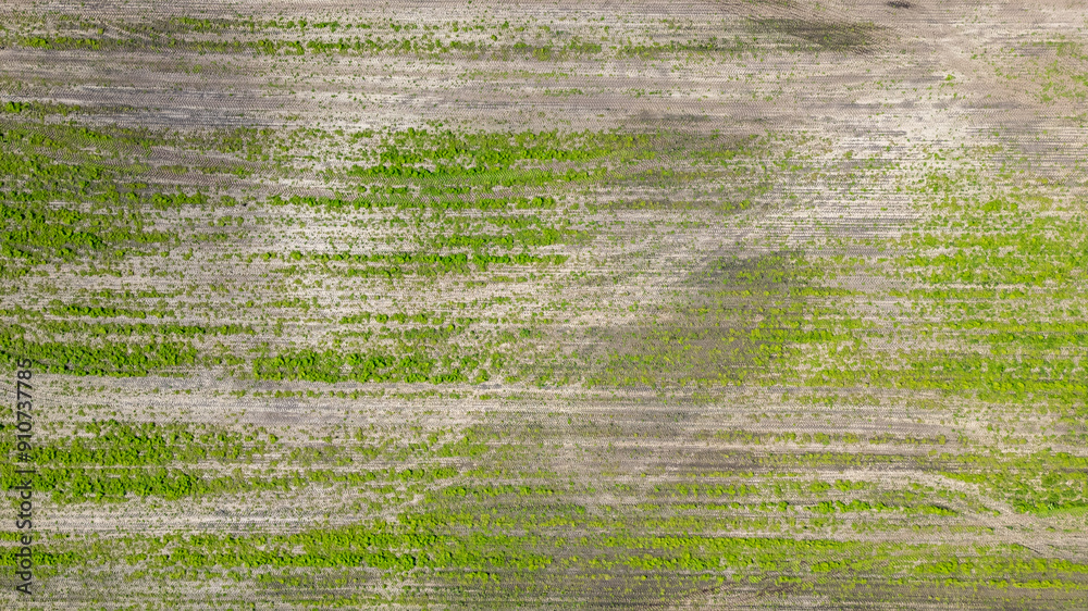 Aerial shot shows patterns of plant growth in a lush green agricultural field at various stages of development