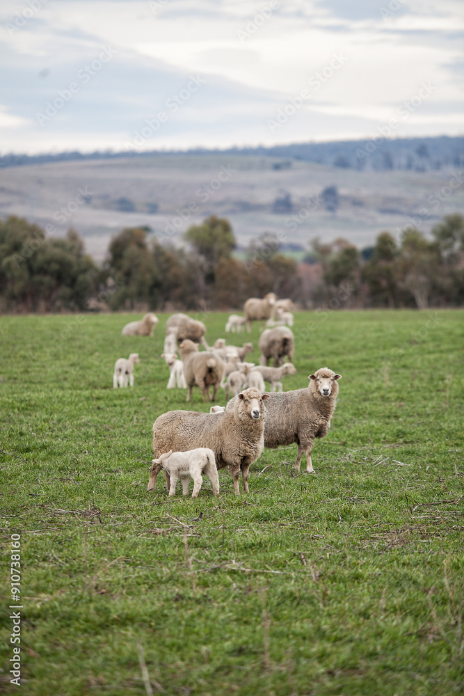 Fototapeta premium Ewes and young lambs in a paddock