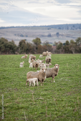 Ewes and young lambs in a paddock