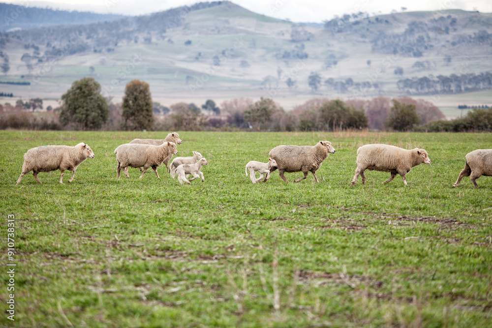 Ewes and young lambs in a paddock Ewes and young lambs in a paddock