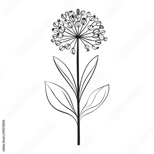 Allium flower Outline Design, Floral Clipart, Wildflower illustration in black and white
