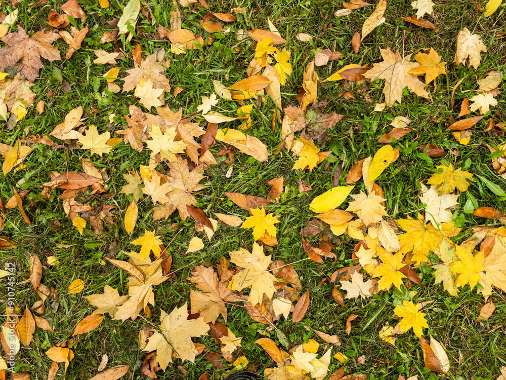 Background of wet fallen yellow, green and brown maple leaves Background of wet fallen yellow, green and brown maple leaves