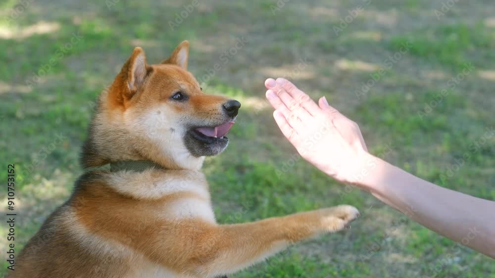Trainer extends hand encouraging adorable Shiba Inu to lift paw. Woman uses positive reinforcement to teach fluffy dog to give paw Trainer extends hand encouraging adorable Shiba Inu to lift paw. Woman uses positive reinforcement to teach fluffy dog to give paw