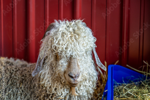 2024-08-02 CLOSE UP OF A SHAGGY LONG HAIRED SHEEP LYING IN STRAW NEXT TO A BLUE FEED BUCKET photo