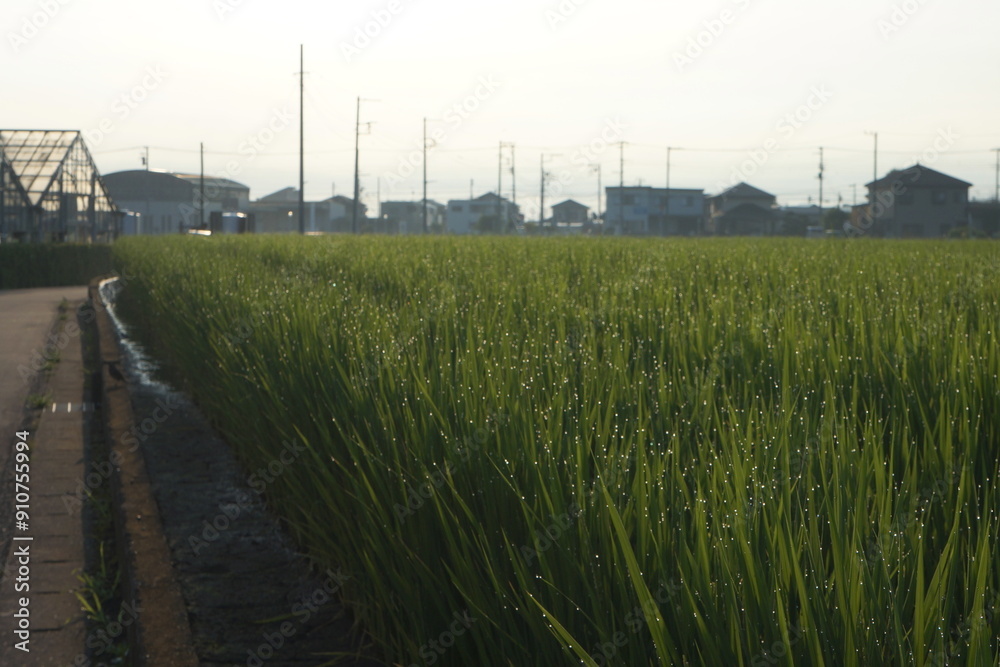 Obraz premium 稲の朝露