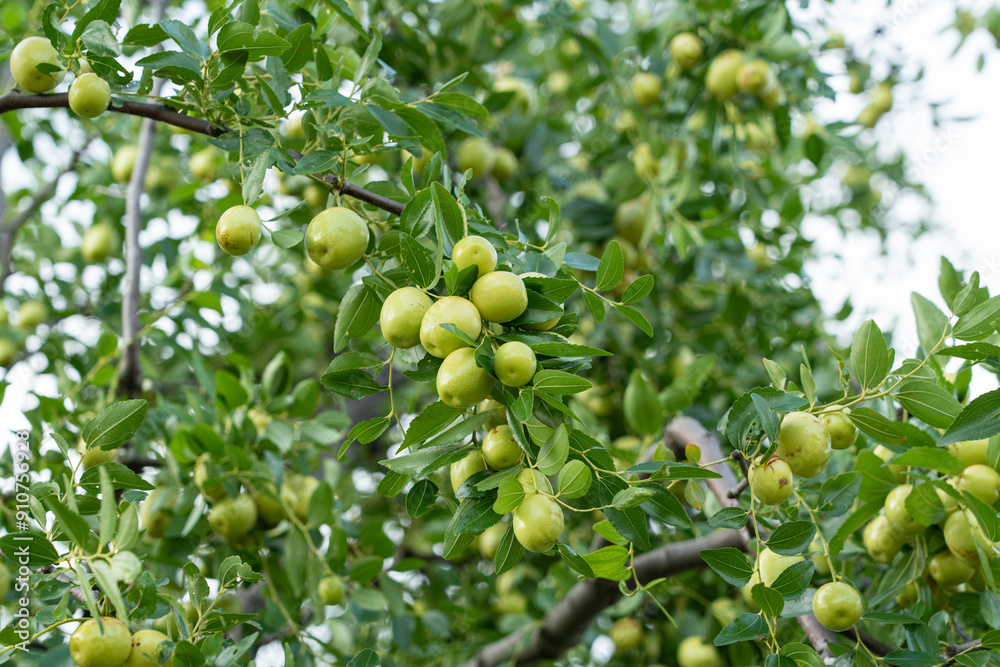 green jujube fruit grows on the jujube tree green jujube fruit grows on the jujube tree