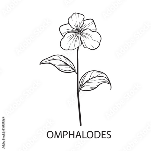 Omphalodes flower Outline Design, Floral Clipart, Wildflower illustration in black and white photo