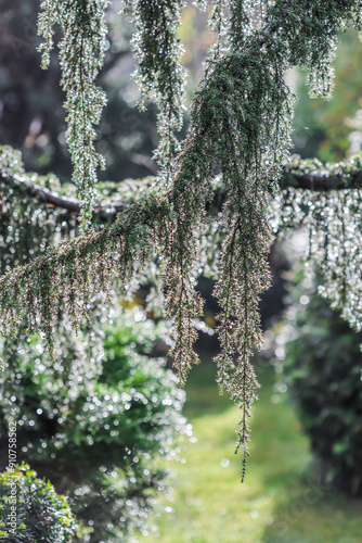 Blue green nature background of coniferous branches after rain. Juniper Horstmann Pendula. Bokeh with light reflection photo