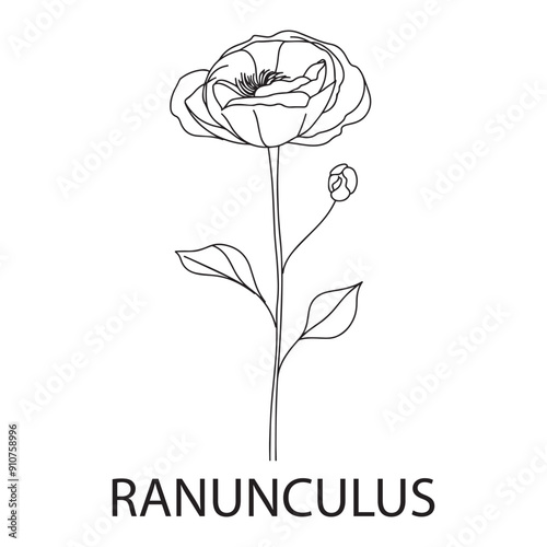 Ranunculus flower Outline Design, Floral Clipart, Wildflower illustration in black and white
