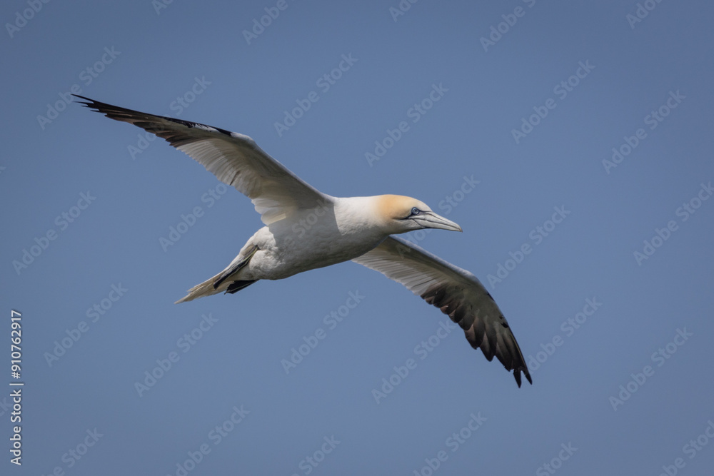 close up looking up at a northern gannet in flight with its wings spread. The clear blue sky forms the background with space for text close up looking up at a northern gannet in flight with its wings spread. The clear blue sky forms the background with space for text