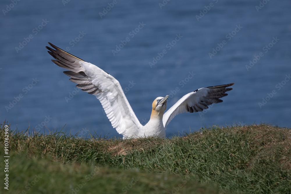 A close up of a northern gannet. It has just landed on the cliff top and its wings are still spread out. The sea is in the background A close up of a northern gannet. It has just landed on the cliff top and its wings are still spread out. The sea is in the background