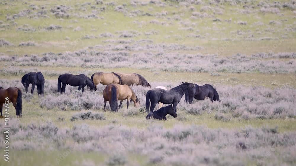 Mustangs so called Wild horses herd, stallion smelling and fleming on the prairie of Wyoming. Mustangs so called Wild horses herd, stallion smelling and fleming on the prairie of Wyoming.