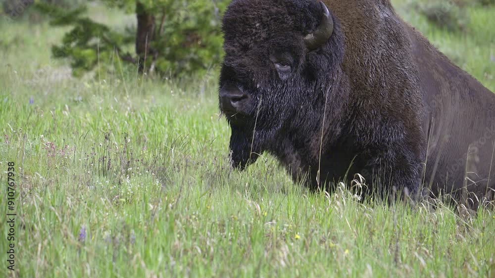 American Bison (Bison bison) male going to lay down, close-up, slowmotion. American Bison (Bison bison) male going to lay down, close-up, slowmotion.