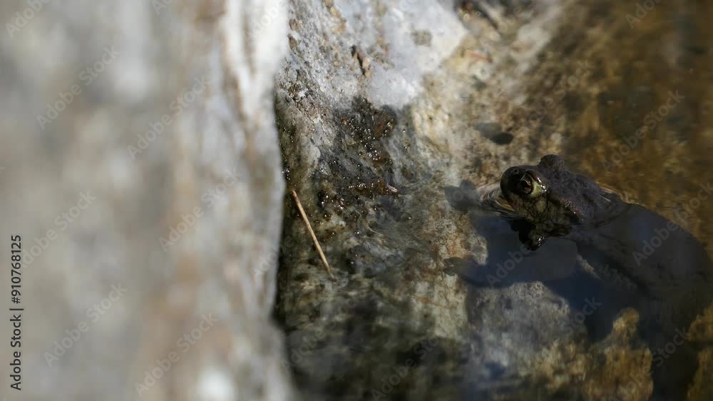 Toad frog hanging on to rock in water shoreline and then swimming away, close up Toad frog hanging on to rock in water shoreline and then swimming away, close up